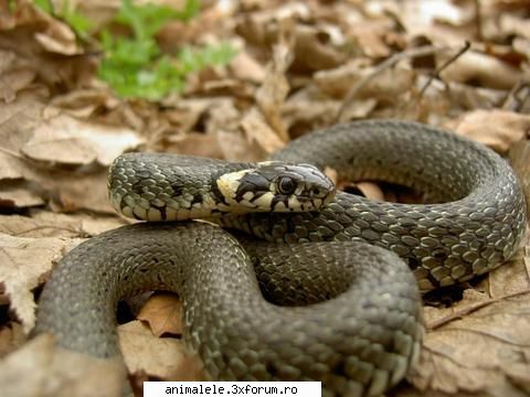 serpi - Sarpele Se hrăneşte cu broaşte - Reptile
