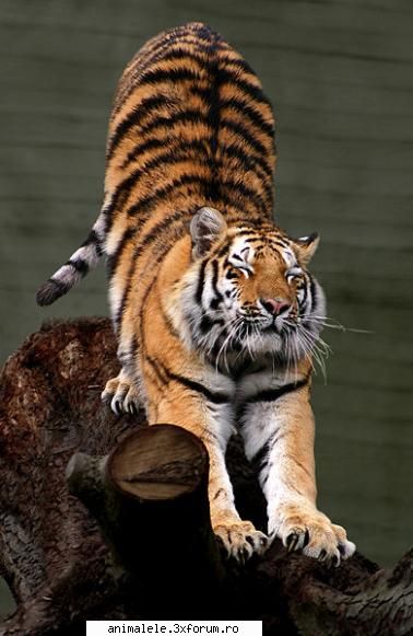 tigru siberian - Tigrul siberian (Panthera tigris altaica) este o - Feline